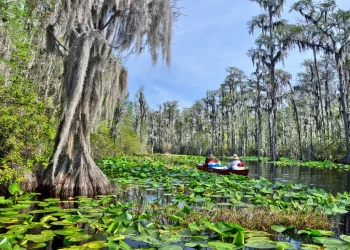 오커포노키 늪 채굴 계획에 대한 공개 의견 접수 시작