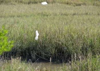 조지아 상원, 매장 내 비닐봉지 사용 금지 법안 제안