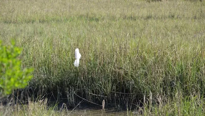 조지아 상원, 매장 내 비닐봉지 사용 금지 법안 제안