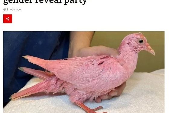 세상에 비둘기가 핑크색?…뉴욕서 발견된 희귀종의 정체