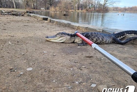 주말 뉴욕 도심 공원에 1.2m 악어 출몰…”기르다 버린 듯”