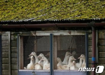 ‘AI 비상’ GSK·모더나 등 백신업체들, ‘가금류 백신’ 개발 박차