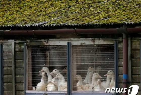 ‘AI 비상’ GSK·모더나 등 백신업체들, ‘가금류 백신’ 개발 박차