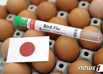 “살처분한 닭 묻을 땅이 없네”…日 덮친 사상 최악의 조류인플루엔자