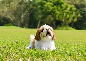 ‘실물보다 더 실물같은’ 동물 인형…필리핀 장난감 업체 화제