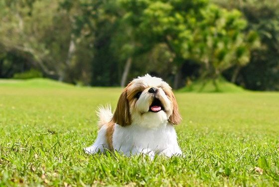‘실물보다 더 실물같은’ 동물 인형…필리핀 장난감 업체 화제