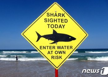 카리브해 스노클링 美여성, 상어에 다리 물려 중태