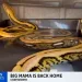 4.5m 거대 비단뱀, 일주일 만에 주인 품으로…이유는 ‘일광욕’?