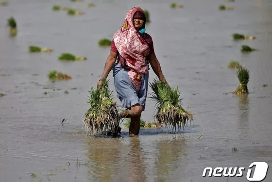 세계 식량시장 ‘빨간불’…인도까지 쌀수출 절반 금지