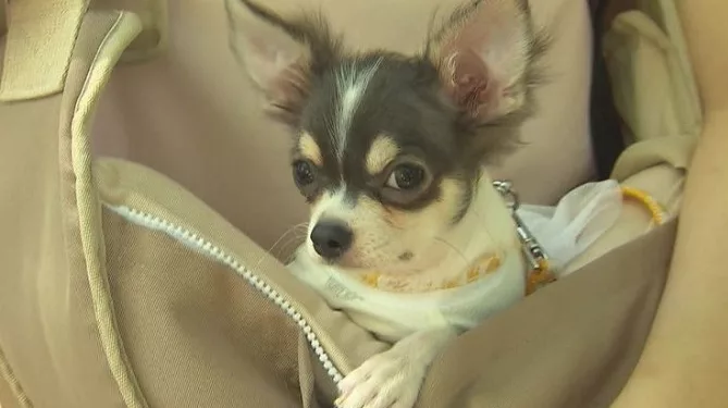 ‘사람 독감 유사’ 개 호흡기 질환 美서 유행…”신종 바이러스 우려”