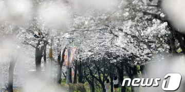 “일당 16만원, 손 잠깐 잡을 수 있음…’벚꽃 데이트’ 해줄 알바女 급구”