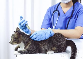 광견병은 개만 걸린다? 고양이에 물린 아이 숨졌다…”예방 필수”