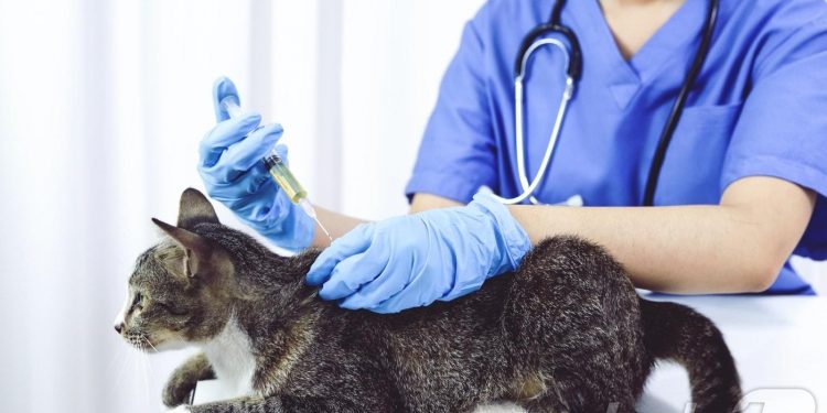 광견병은 개만 걸린다? 고양이에 물린 아이 숨졌다…”예방 필수”