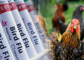 미국 질병당국, 중증 조류독감 환자서 돌연변이 바이러스 발견