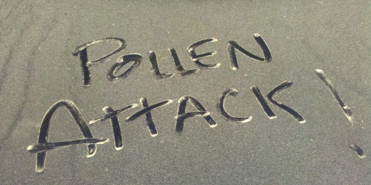 조지아, 역대 최고 꽃가루 수치 기록… 왜 이런 일이 벌어졌나?