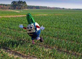 “와인처럼 깊은 맛” 조지아 비달리아 양파, 물·공기·흙이 빚어낸 달콤한 기적