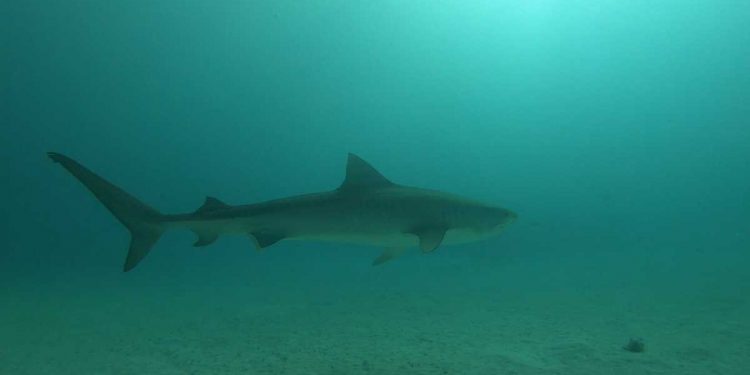 힐튼헤드 콜리니 해변서 또 상어 공격…일주일 새 두 번째 피해