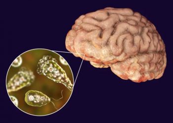인도 남부서 ‘뇌 먹는 아메바’ 비상…올 들어 19명 사망