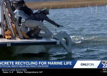 남은 콘크리트, 조지아 연안의 새로운 바다 쉼터로