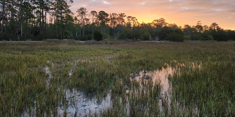 조지아 염습지, 겉은 ‘초록’이지만 뿌리는 붕괴 위기