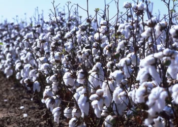 사바나항, 미국산 면화 수출 증가… 인도·지중해 수요 확대