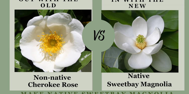 조지아 주 상징 꽃 변경 법안 상원 통과