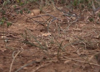 조지아 전역 ‘극심한 가뭄’ 확산…산불 위험 비상