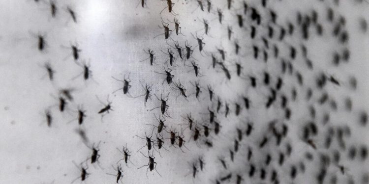 구글, 질병 막기 위해 모기 수천만 마리 방출 추진