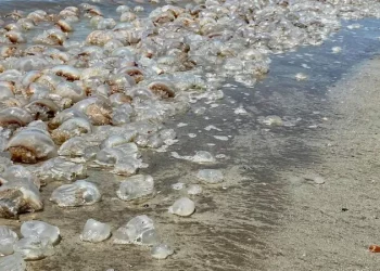 타이비 해변 ‘해파리 주의보’…밀물 때 쏘임 위험 커져