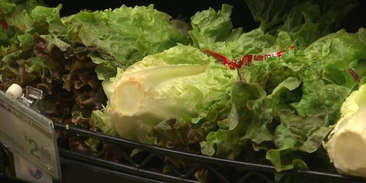 아이스버그 상추발 사이클로스포라 확산…15개 주 연관 확인